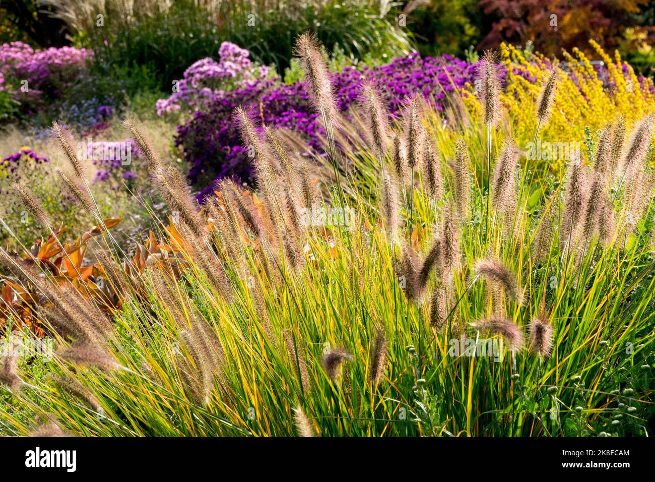 Herbst Pennisetum im Garten, Gras, Oktober, Mehrjährige Pflanzen, Hardy, Farbenfroh, Naturszene Aster Hintergrund Stockfoto