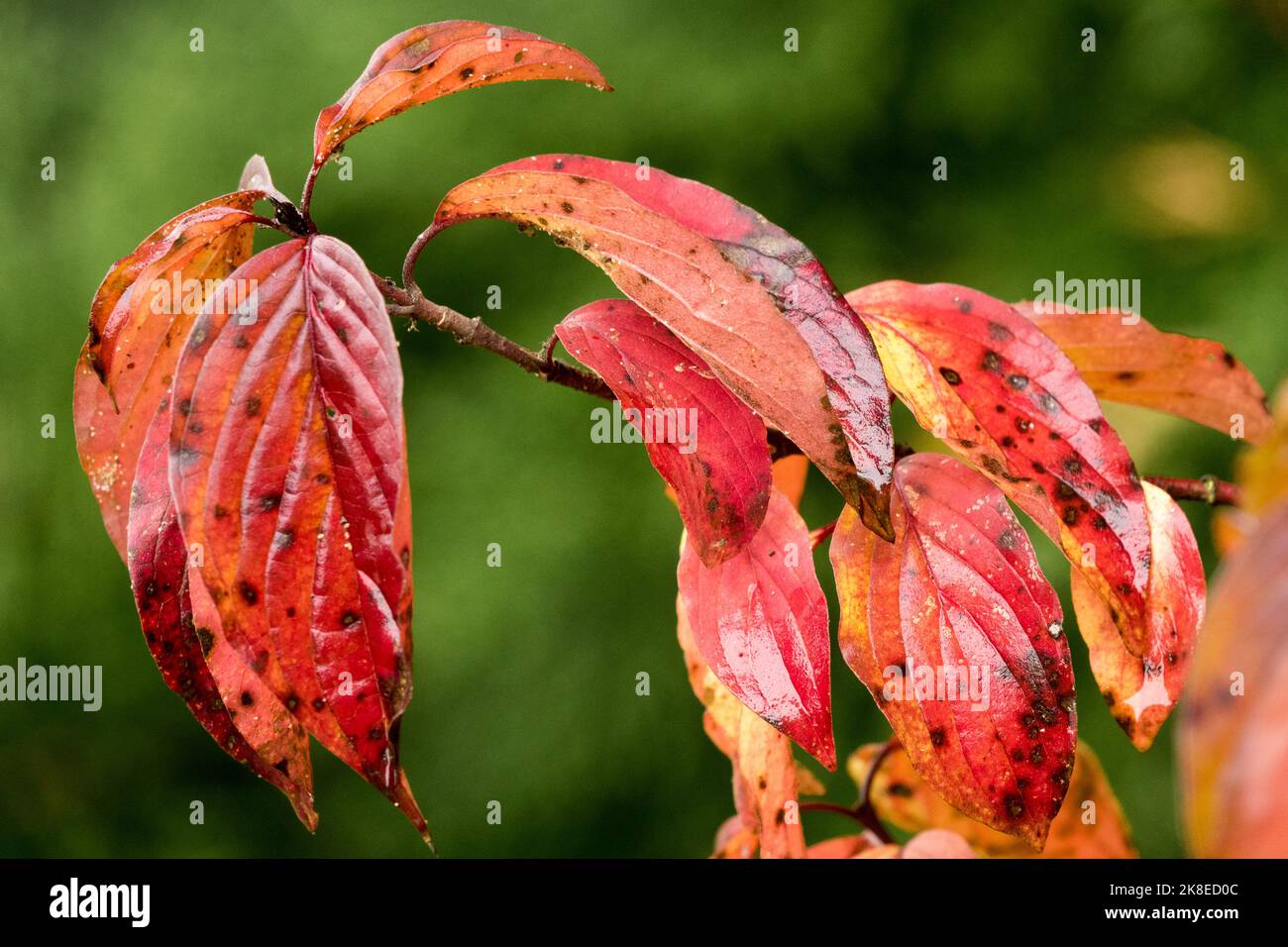 Herbst, Cornus, Zweig, Blätter, Cornus iberica, Laub, Strauch, Dogwood, Laub, Thelycrania Stockfoto