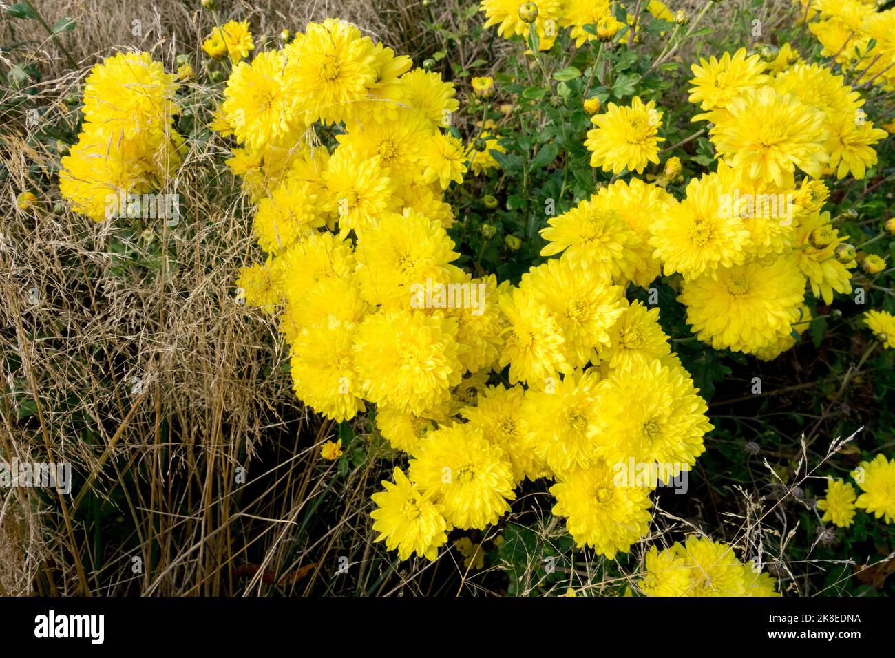 Chrysantheme 'Citronella', Gelb, Chrysantheme, Herbst, Blumen, Blühend, Herbstlich, Chrysanthemen Stockfoto