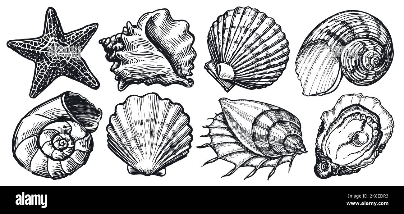 Skizze „Muschel“. Set mit Meerestieren. Seesterne, Muschel, Meeresmuschel. Meereskonzept. Unterwasserwelt Vektorgrafik Stock Vektor