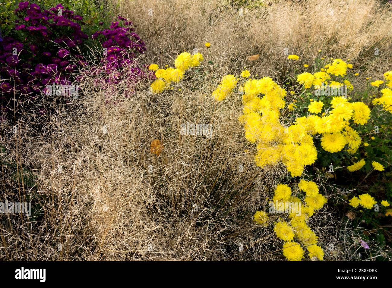 Herbstgras und Yellow Chrysanthemum Garden mom Chrysanthemum indicum Oktober Pflanzen Stockfoto