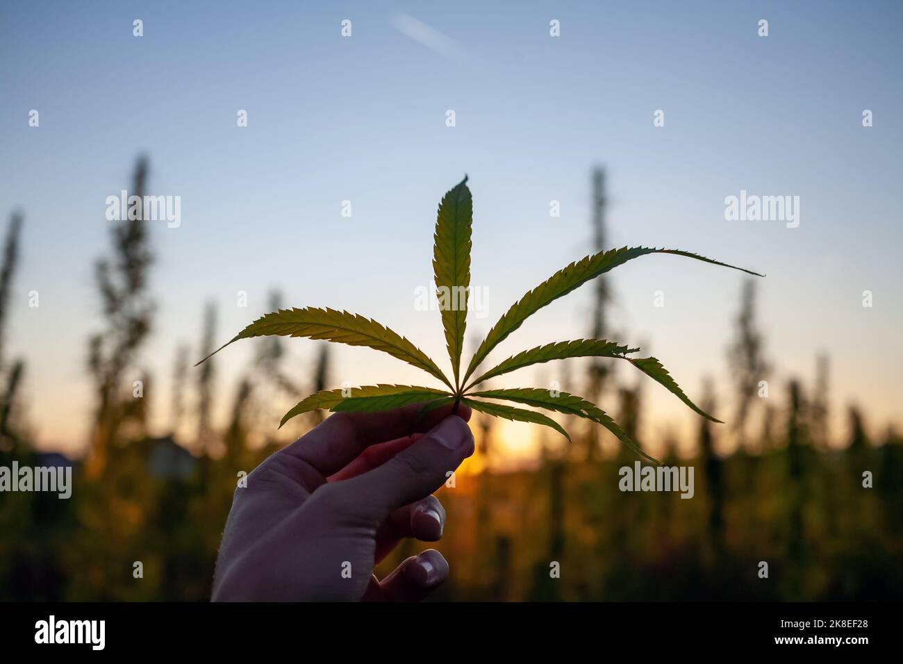 CBD-Hanfknospen mit Blättern, die bei einer Sommerbrise bei Sonnenuntergang auf der Plantage schwingen Stockfoto