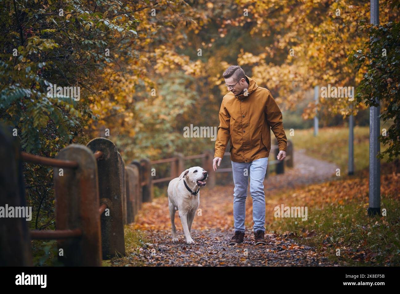 Mann mit Hund während des Herbsttages. Tierbesitzer, der mit seinem treuen labrador Retriever auf dem Fußweg läuft. Stockfoto