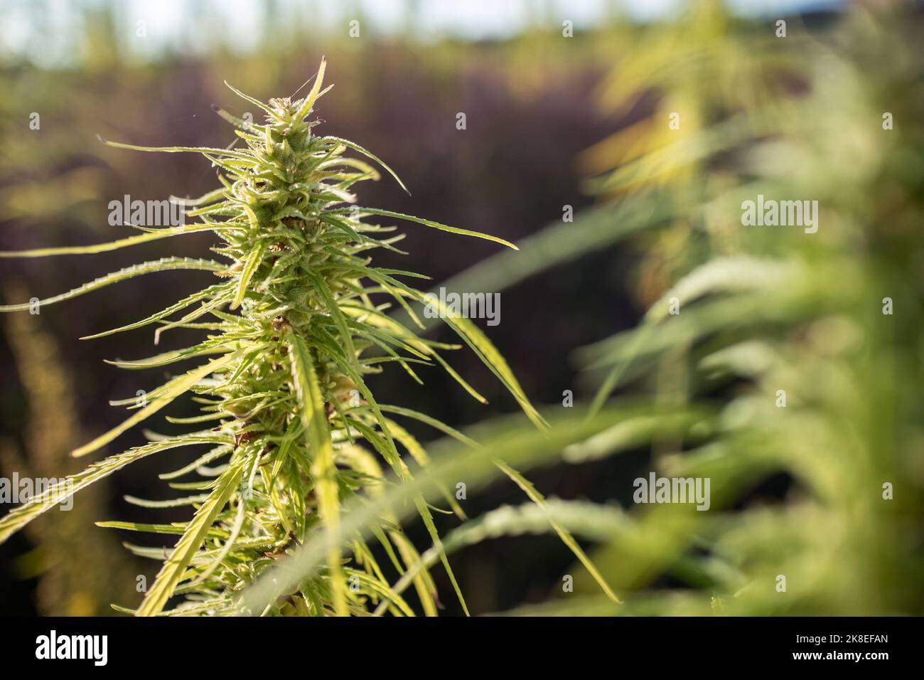CBD-Hanfknospen mit Blättern, die bei einer Sommerbrise bei Sonnenuntergang auf der Plantage schwingen Stockfoto