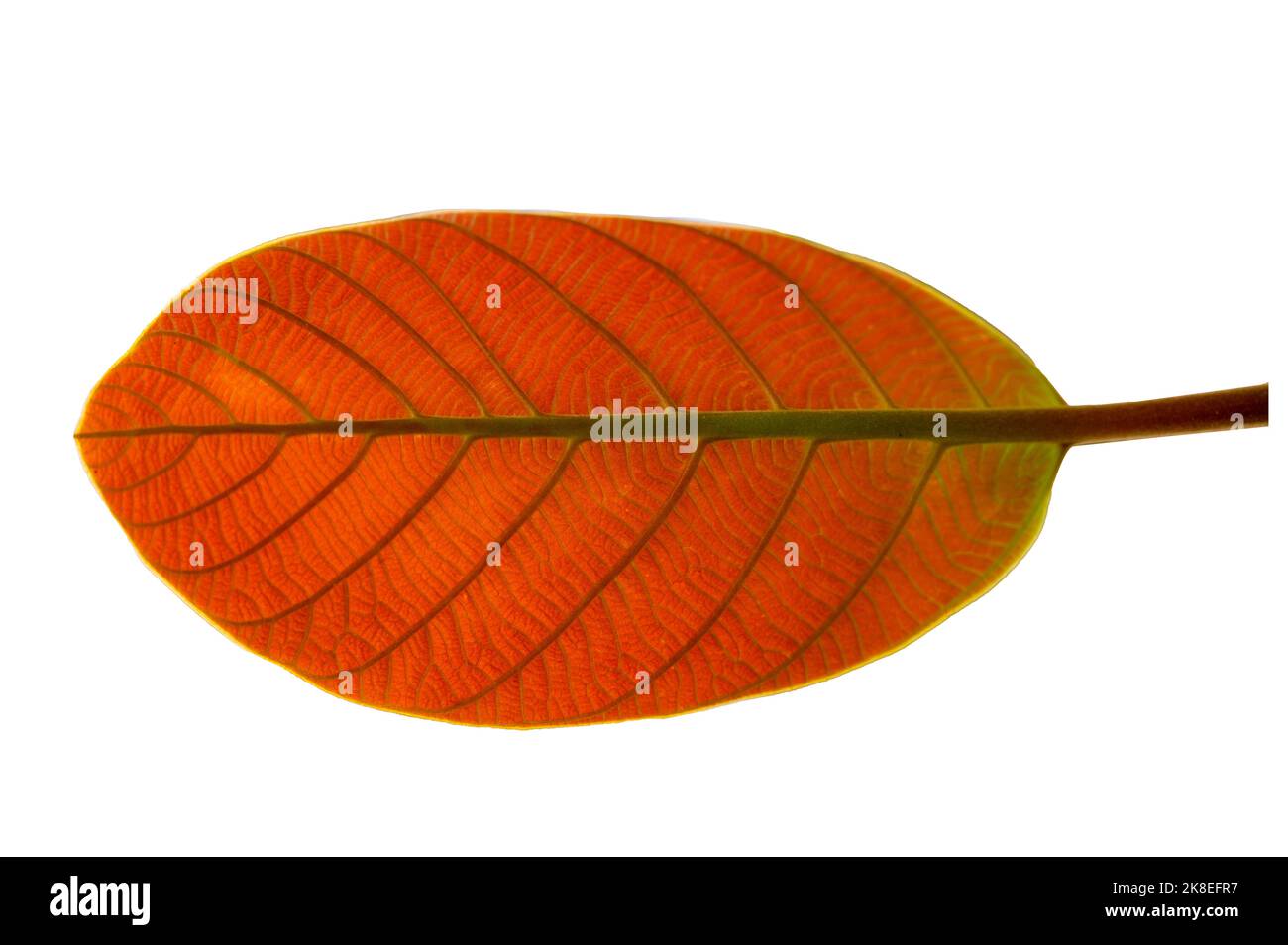 Rote Blätter auf weißem Hintergrund isolieren Stockfoto