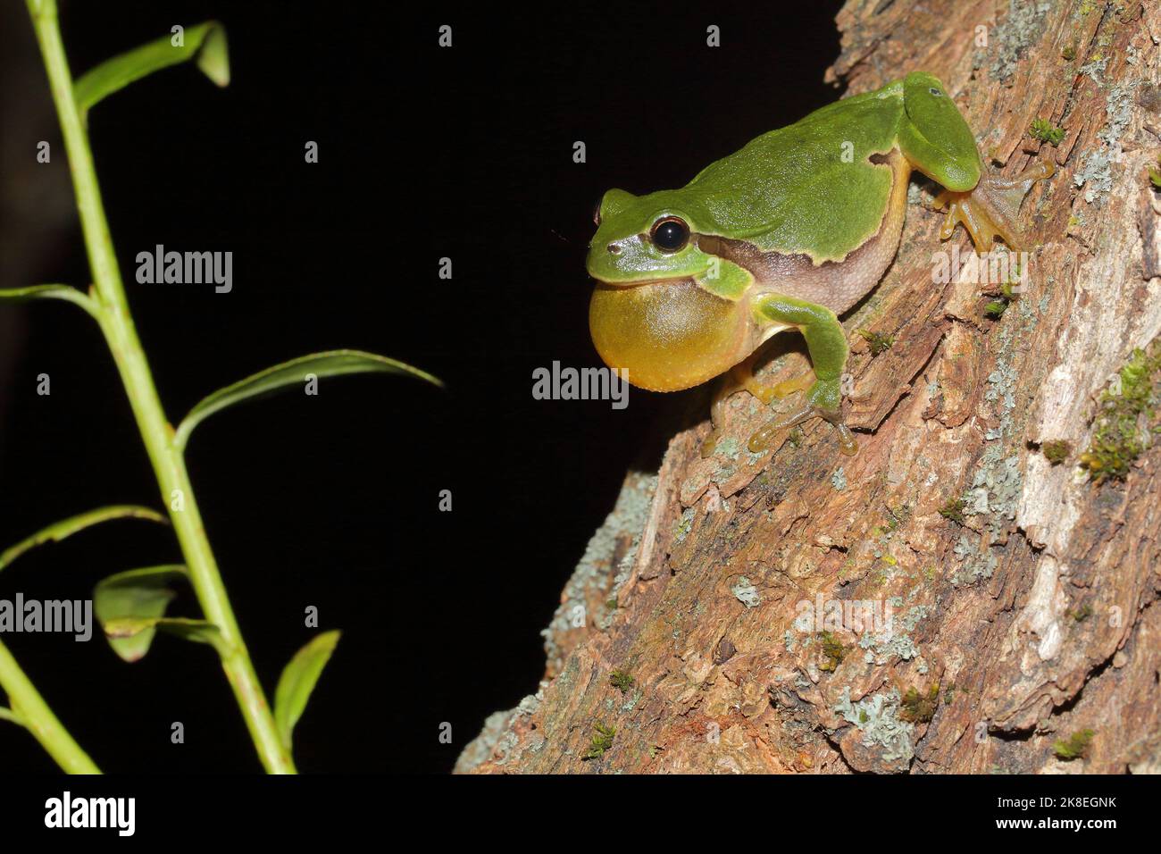 Quakendes Männchen des europäischen Baumfrosches (Hyla arborea) am Baumstamm in der Nacht Stockfoto