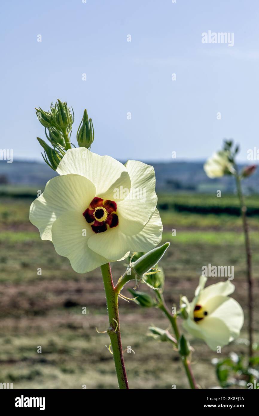 Weisse Blüten der Okra Stockfoto