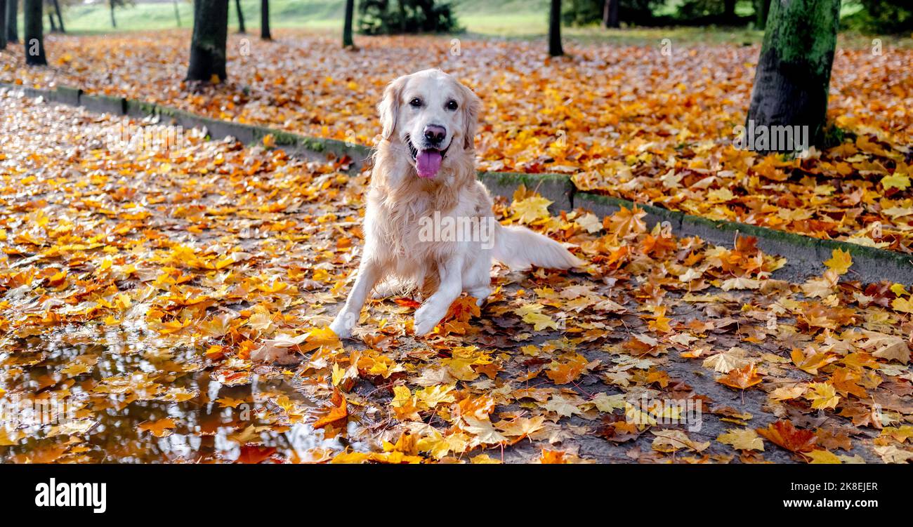 Golden Retriever Hund im Freien Stockfoto