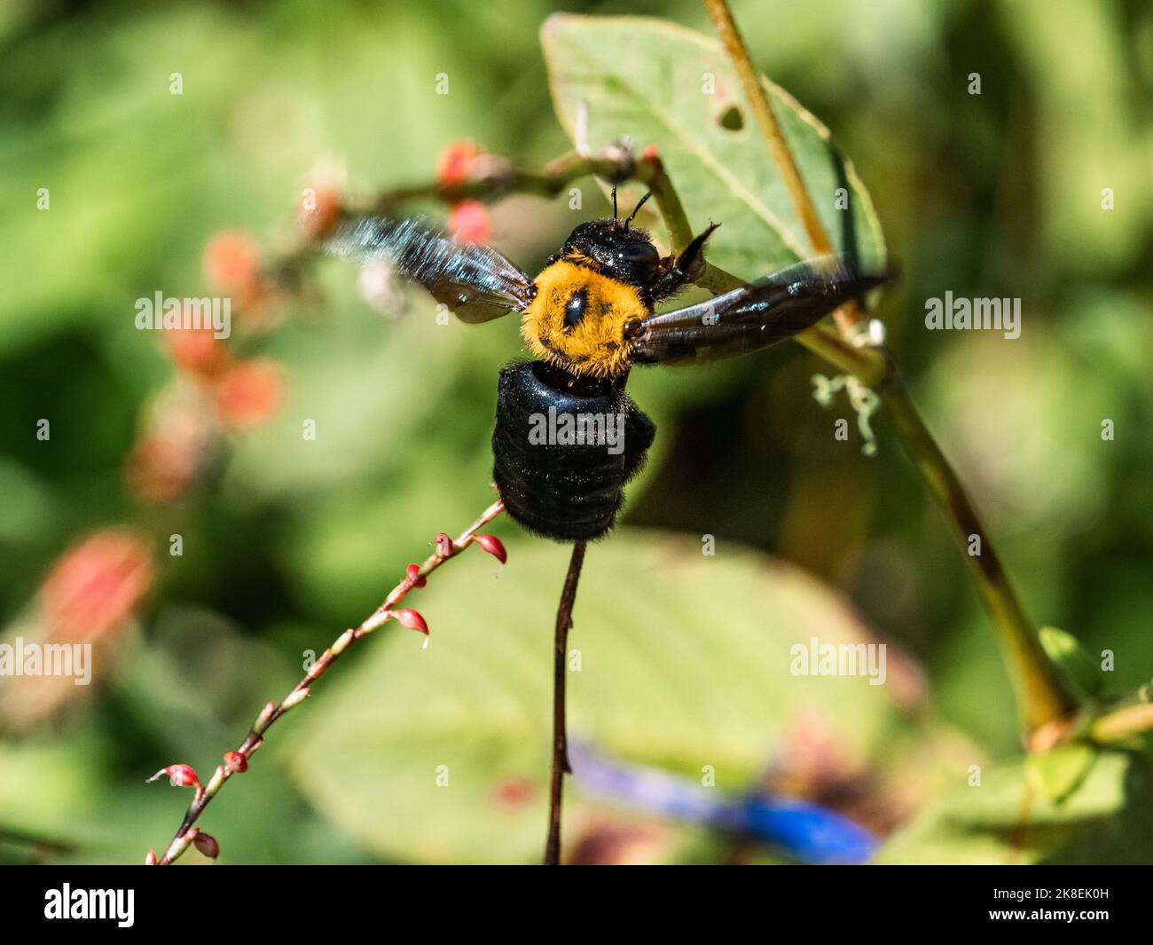 Die japanische Zimmermannsbiene Xylocopa appendiculata klammert sich an einem kleinen Zweig zwischen Wildblumen entlang eines Straßenrands in Yokohama, Japan. Stockfoto