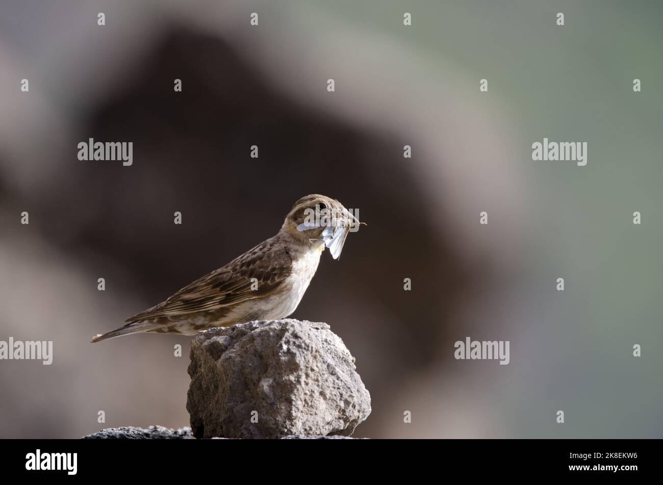 Steinsperling Petronia petronia mit einer Heuschrecke, um ihre Küken zu füttern. El Toscon. Der Nublo Rural Park. Tejeda. Gran Canaria. Kanarische Inseln. Spanien. Stockfoto