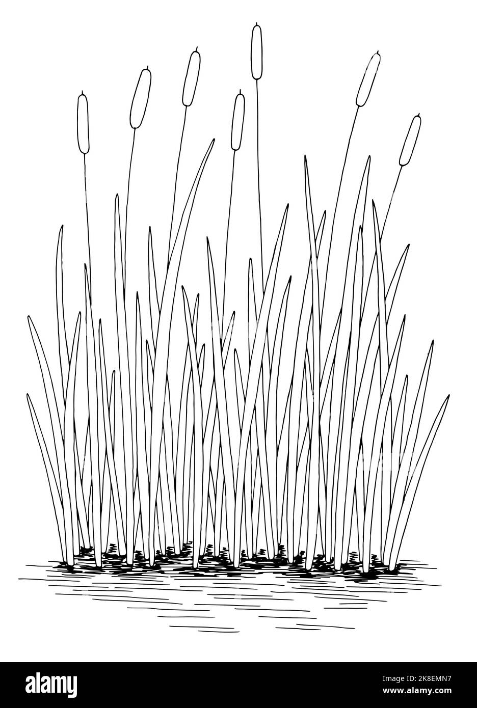 Schilfcattail Teich Grafik schwarz weiß See vertikal isoliert Skizze