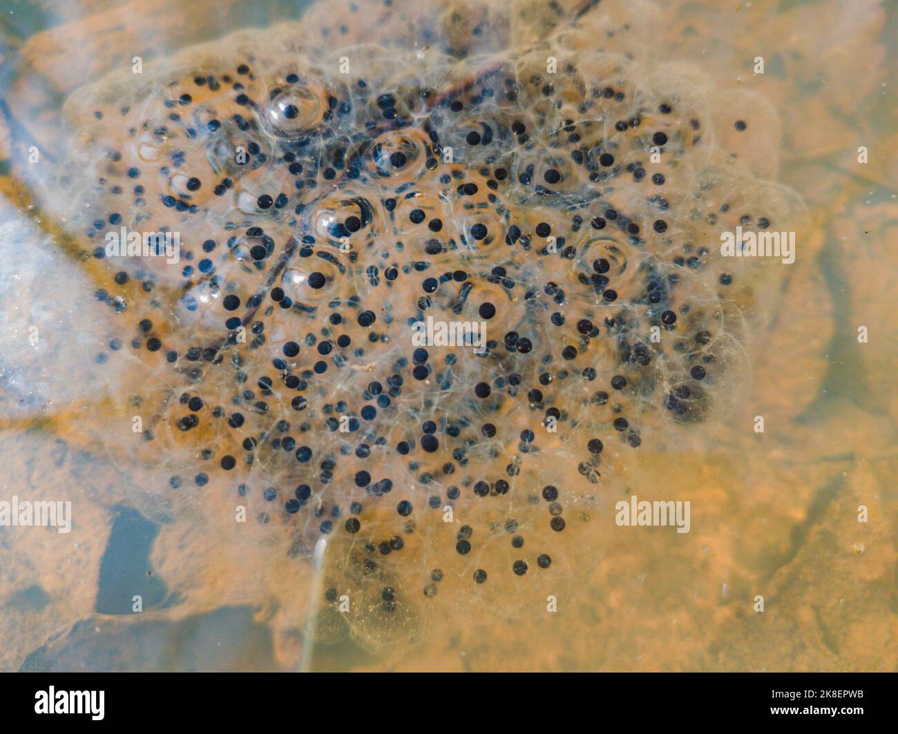 Makrofoto von Froscheiern, die in einer Pfütze frogspawnen Stockfoto
