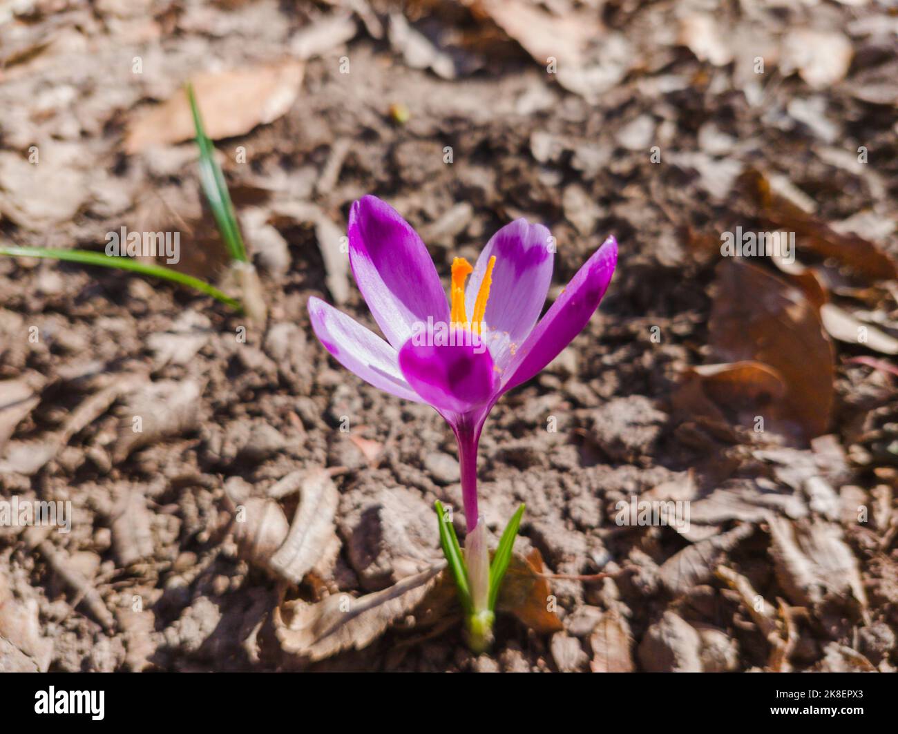 Wilde violette Krokusse blühen in ihrer natürlichen Umgebung. Crocus heuffelianus. Safran blüht. Crocus ist eine Gattung von blühenden Pflanzen in der Iris f Stockfoto