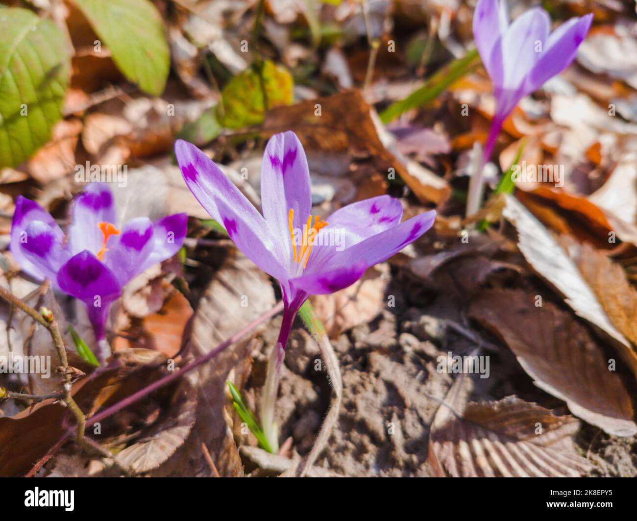 Wilde violette Krokusse blühen in ihrer natürlichen Umgebung. Crocus heuffelianus. Safran blüht. Crocus ist eine Gattung von blühenden Pflanzen in der Iris f Stockfoto