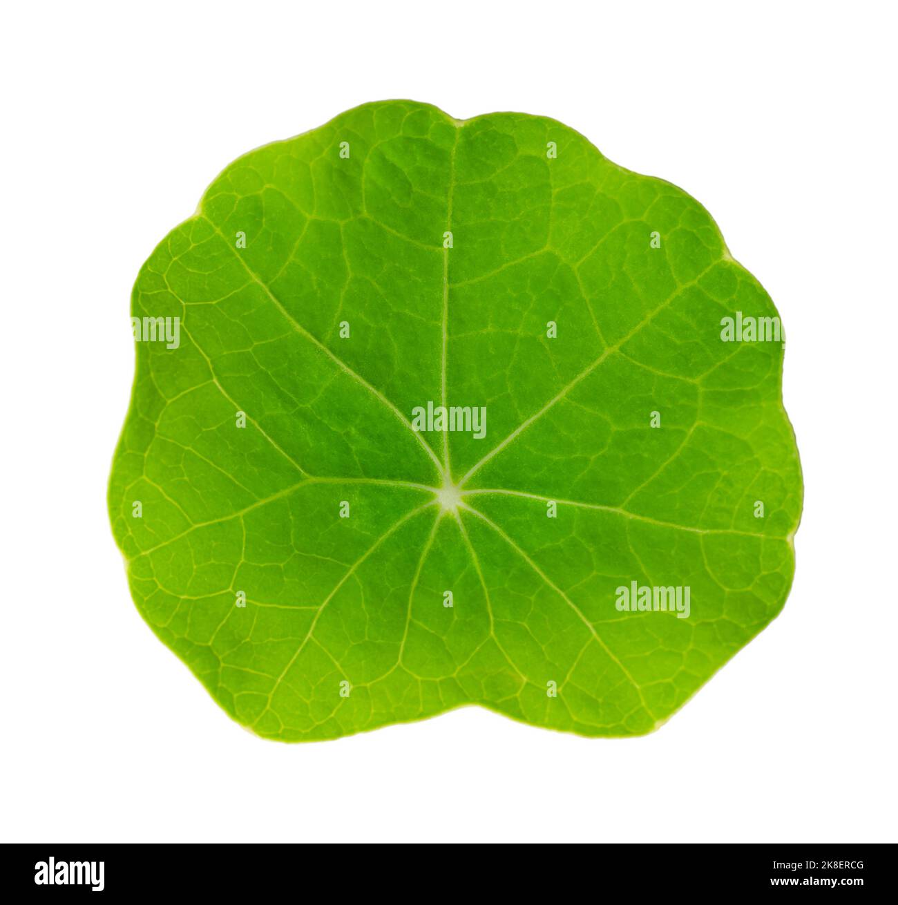 Kleines Blatt aus Gartennasturtium von oben, isoliert auf weißem Hintergrund. Frisches grünes rundes Blatt des Tropaeolum majus. Stockfoto