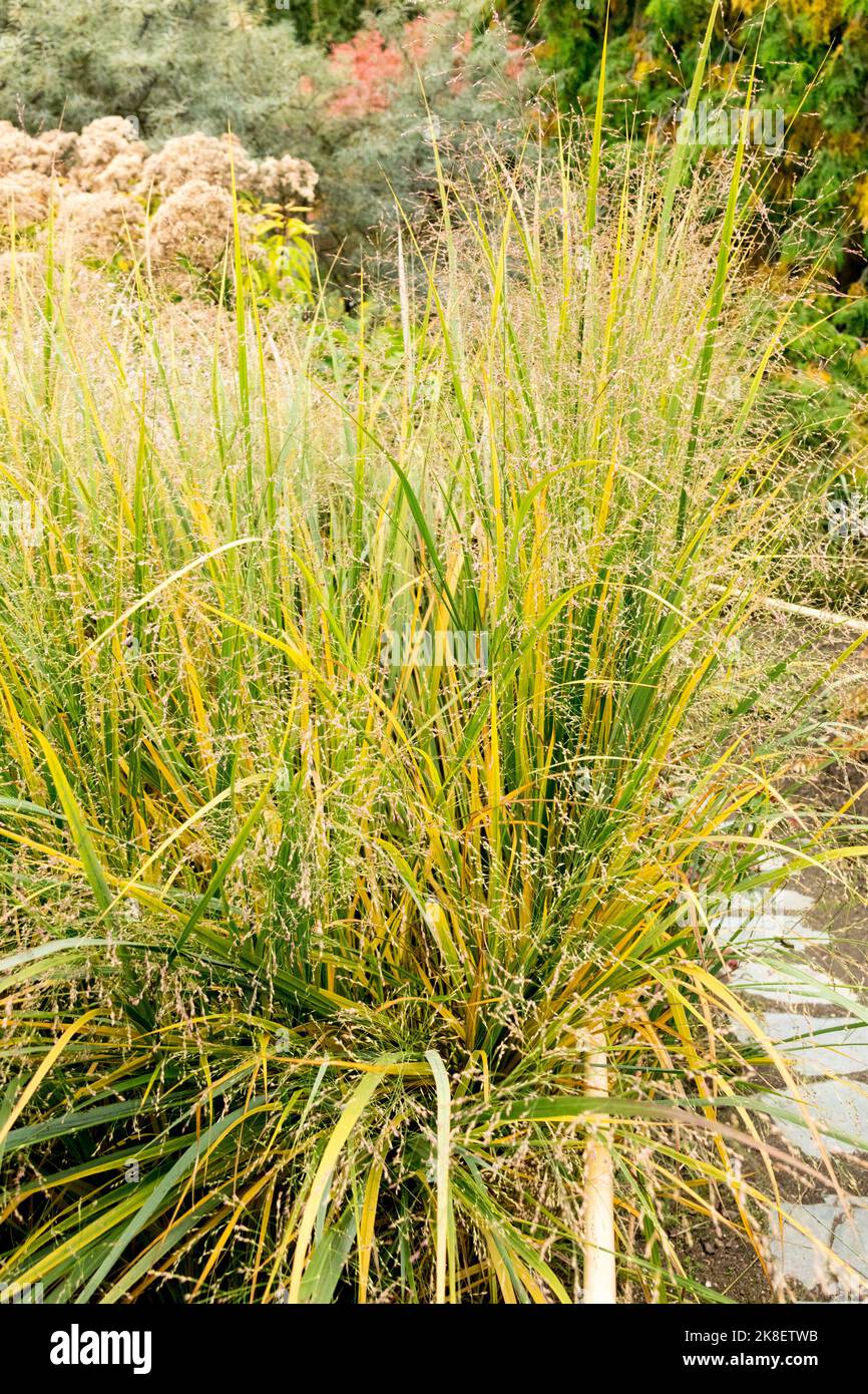 Switch Grass, Garten, Herbst, Grashalm, Panicum virgatum 'Northwind', Winterfest, Mehrjährig, Pflanzen Stockfoto