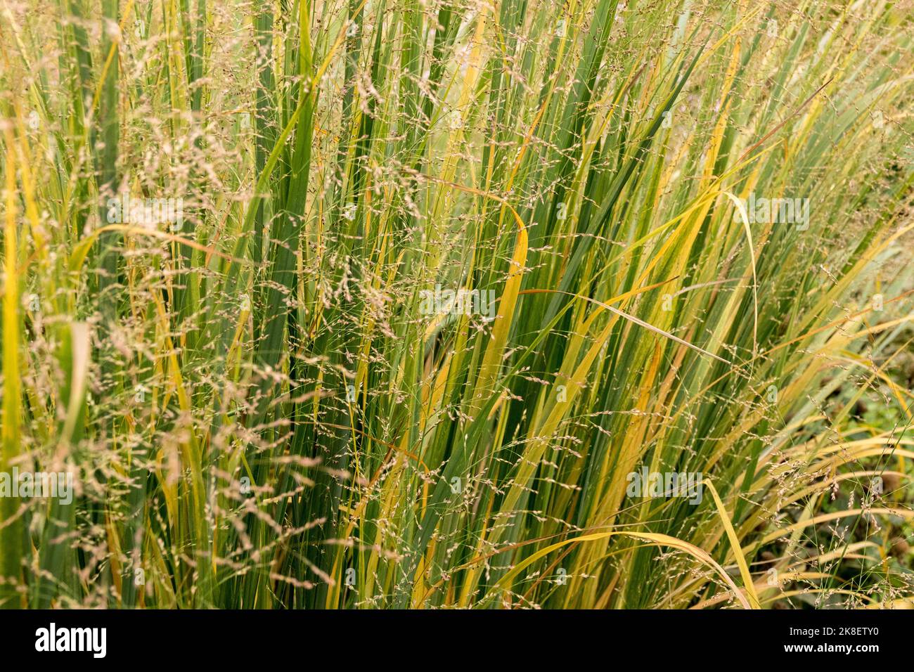 Panicum virgatum, Herbst, switchgrass, Panicum virgatum Northwind, Herbstliches, Wechseln Sie Gras, Hardy, Gras Stockfoto