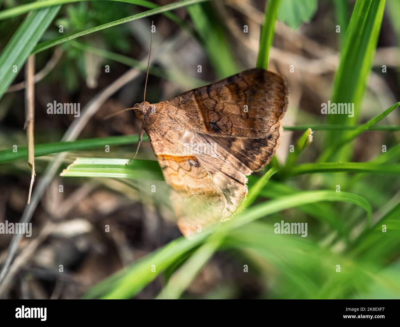 Ein braungestreifter Semilooper-Motte, Mocis undata, versteckt sich im hohen Gras neben einem überwucherten Wanderweg in Yokohama, Japan. Stockfoto