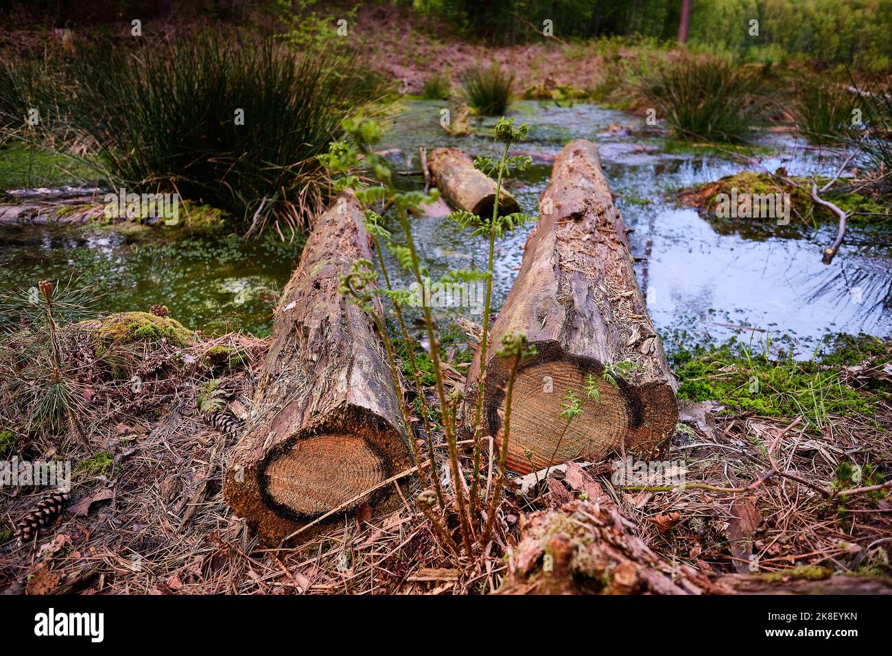 Delamere Forest in Ceshire Standorte und Aussichten Stockfoto