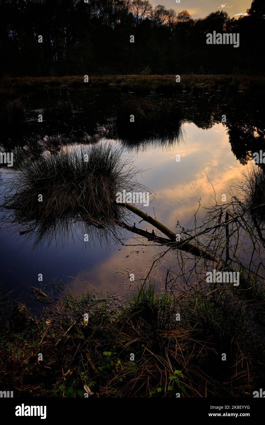 Delamere Forest in Ceshire Standorte und Aussichten Stockfoto