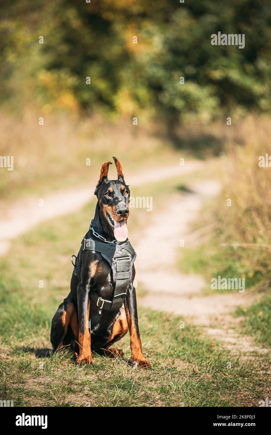 Schöner Dobermann Hund lustig sitzen im Freien in Landstraße im Herbst Tag. Lustige Dobermann Pinscher Hunderasse, die in der Kamera schaut Stockfoto