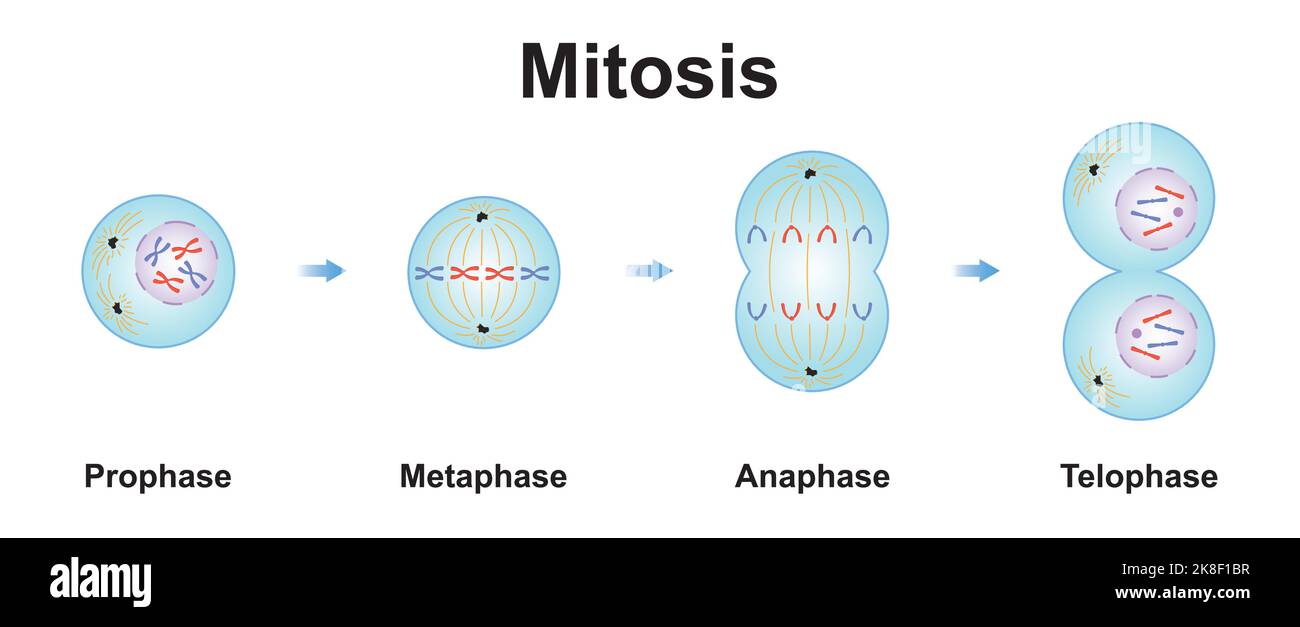 Wissenschaftliche Gestaltung von Mitosisephasen (Zellteilung). Bunte Symbole. Vektorgrafik. Stock Vektor