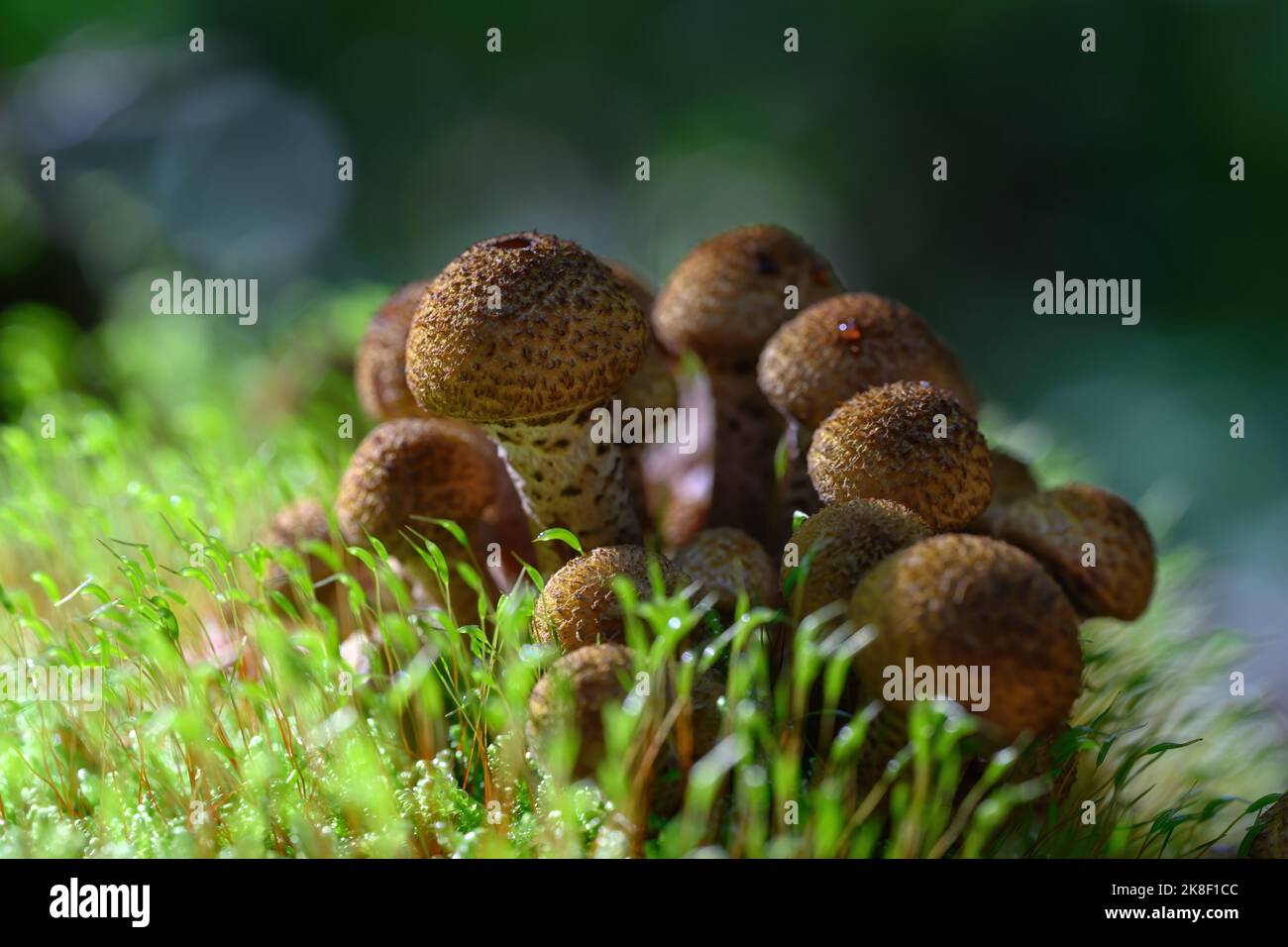 Der Boletus-Pilz wächst in einer Gruppe auf einem alten Baumstumpf. Stockfoto