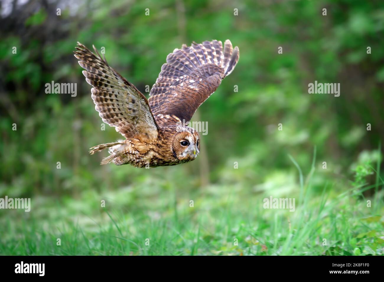 Die Stalleule fliegt durch den Wald und jagt. Stockfoto