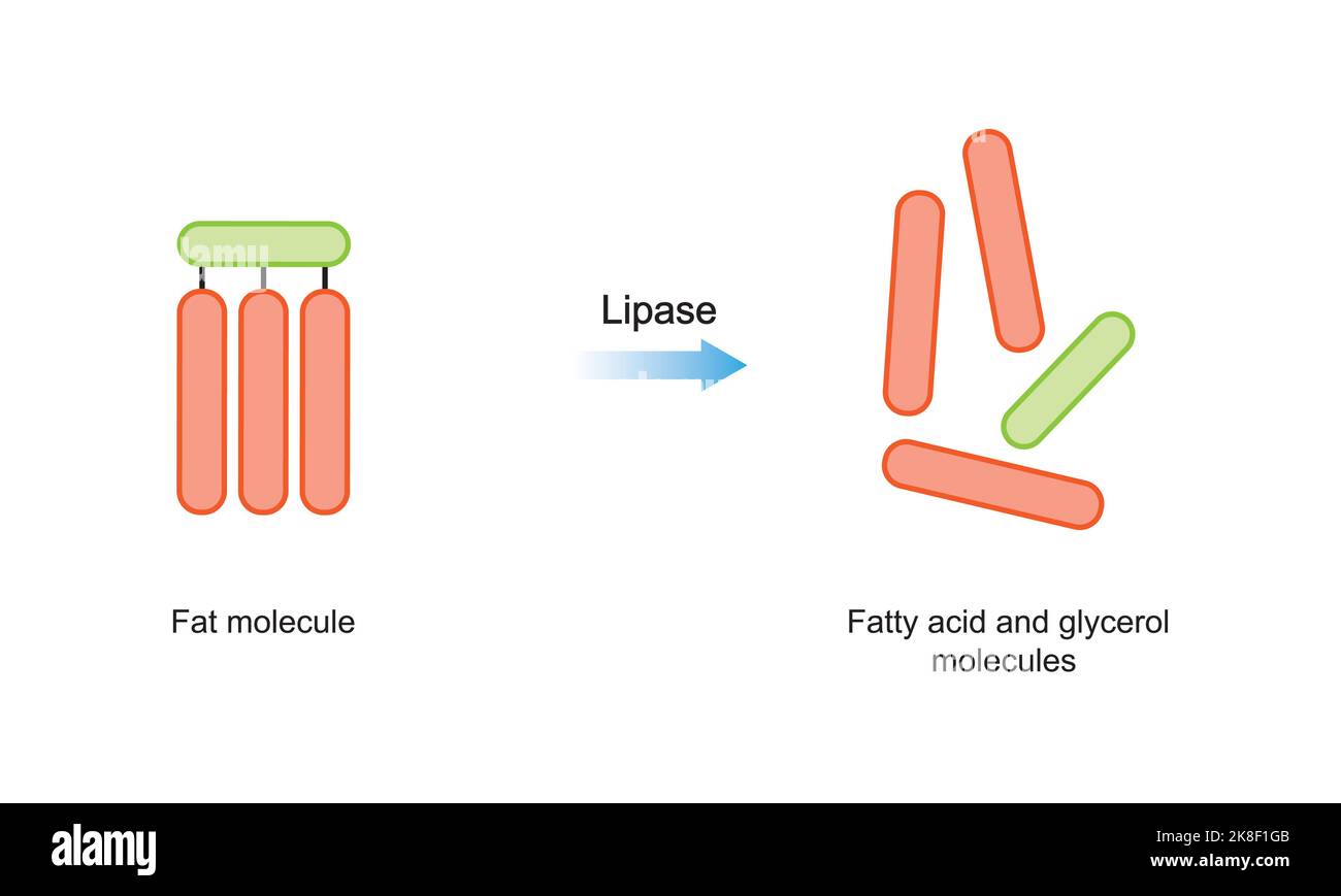 Wissenschaftliche Gestaltung der Verdauung von Fettmolekülen. Lipase-Enzym-Effekt auf Fettmoleküle. Bildung Von Fettsäure Und Glycerol. Bunte Symbole. Vektor. Stock Vektor