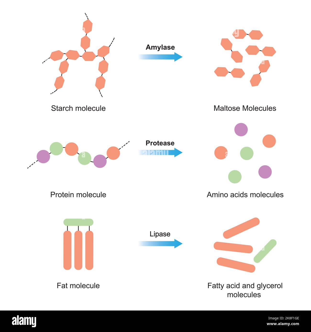 Wissenschaftliche Gestaltung der Amylase-, Protease- und Lipasefunktion. Stärke, Protein und Fettverdauung.Bunte Symbole. Vektorgrafik. Stock Vektor