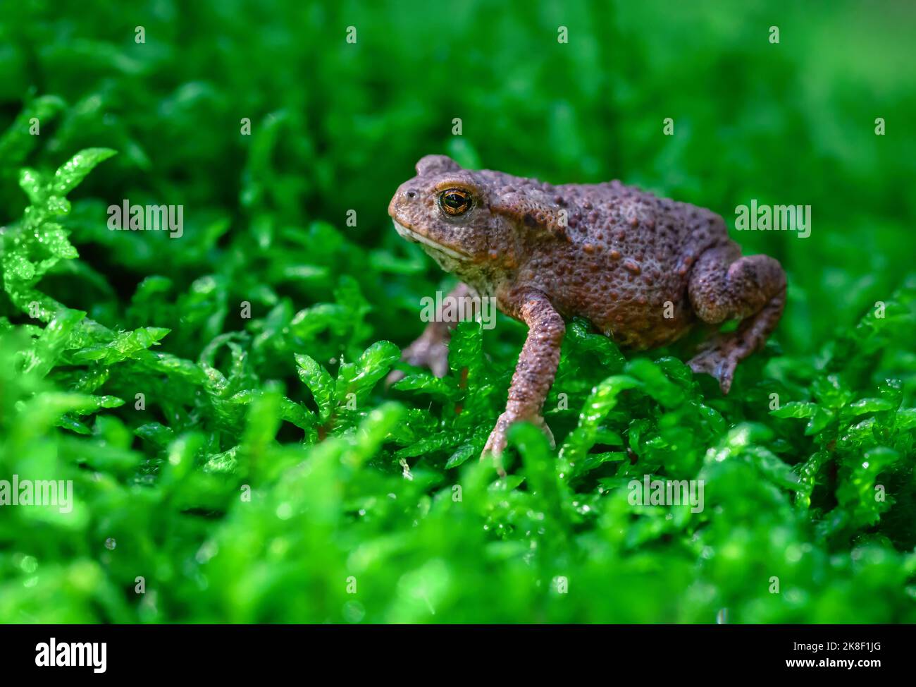 Ein Frosch sitzt im Waldmoos und bereitet sich auf den Sprung vor. Stockfoto