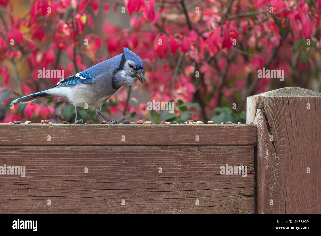 Seitliches Porträt eines Bluejay, der Erdnüsse auf einem Holzgeländer isst, vor einem roten Hintergrund mit Herbstlaub. Stockfoto