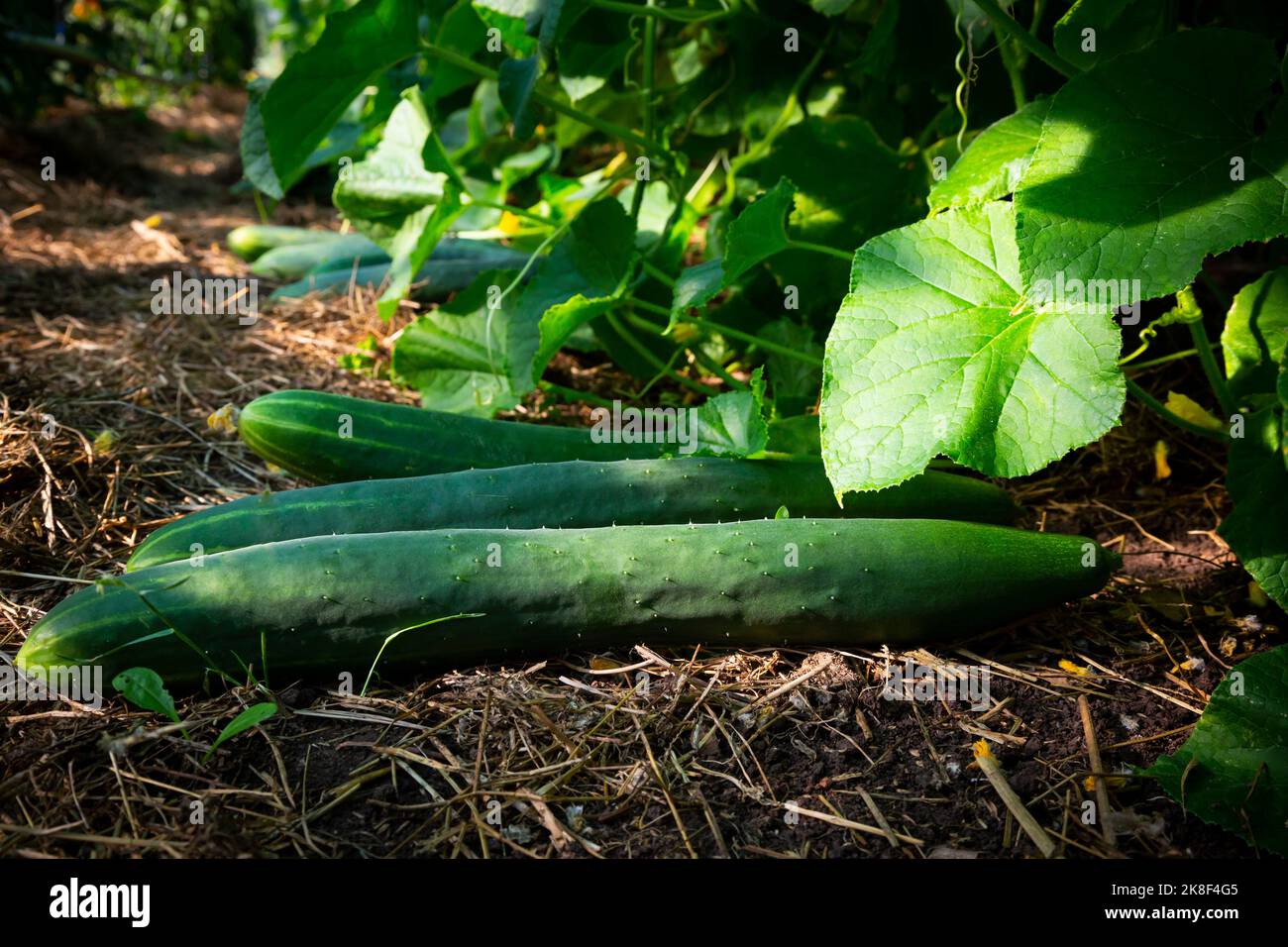 Im Gewächshaus angebaute Gurken Stockfoto