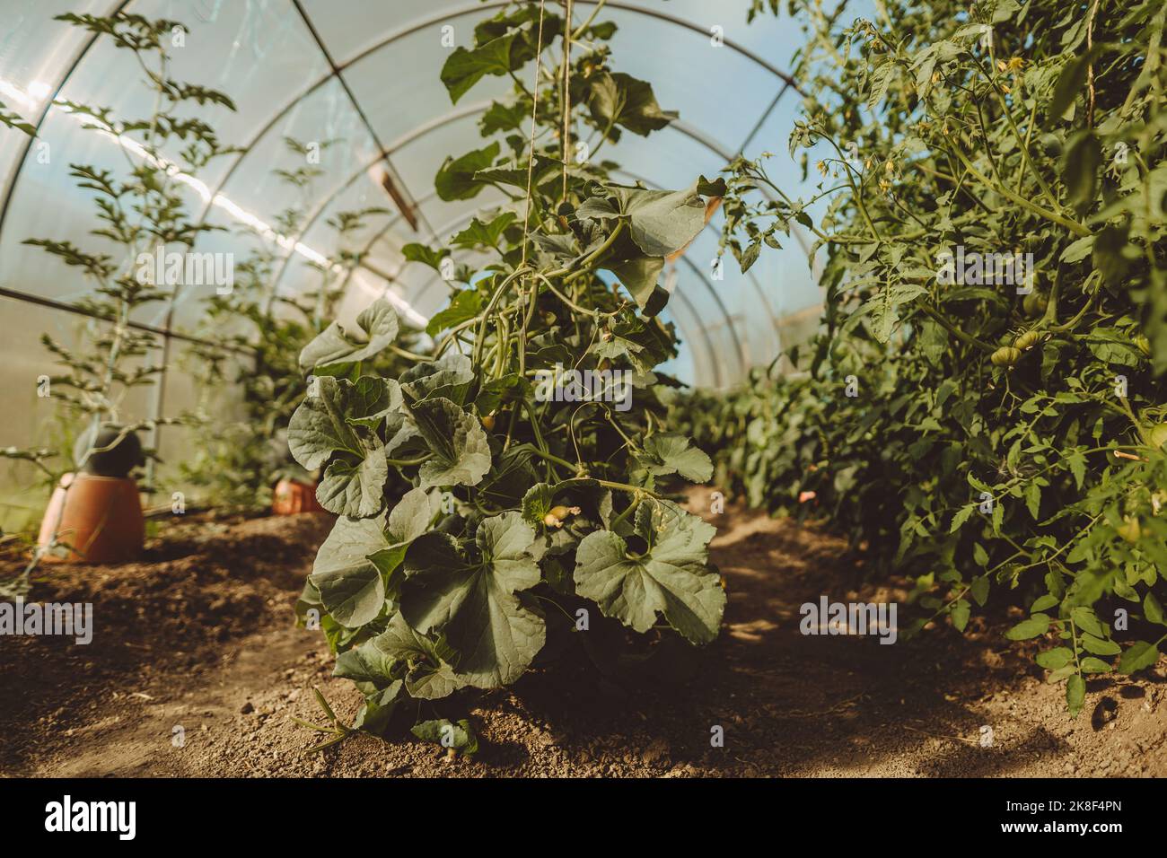 Melonenpflanzen im Gewächshaus angebaut Stockfoto