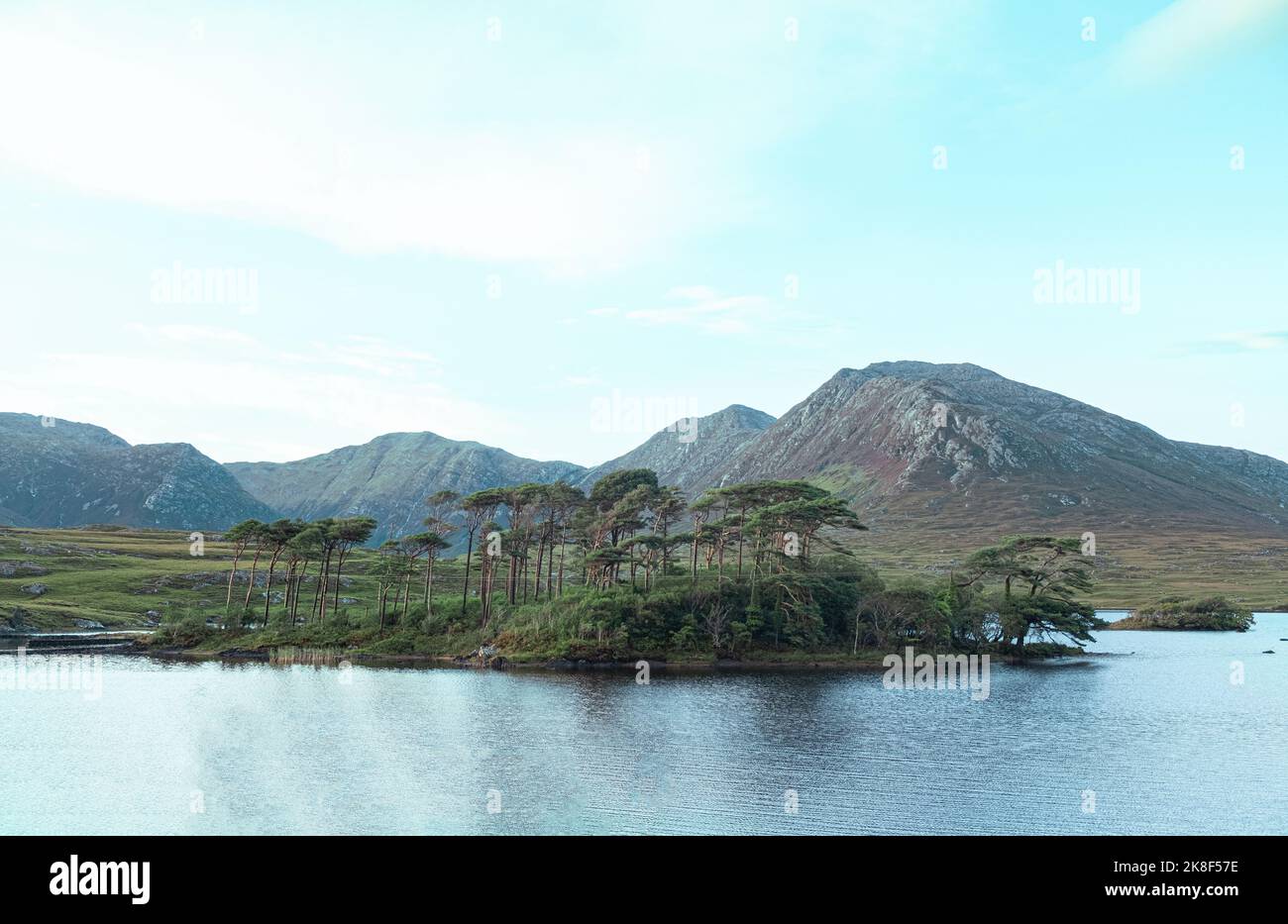 Blick auf die Kiefern auf Pine Island in Connemara, Galway, Irland Stockfoto