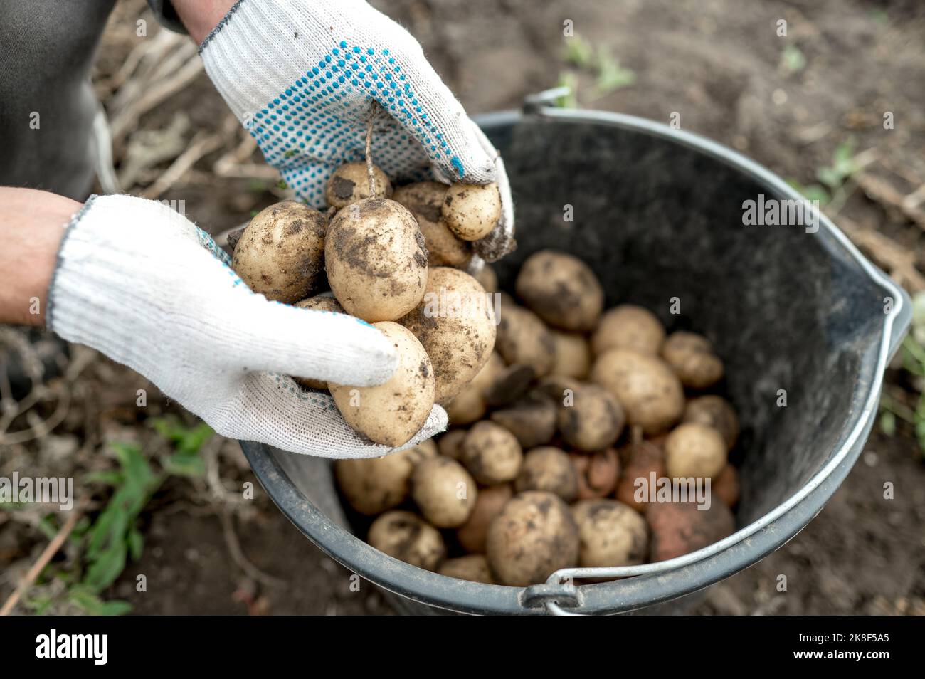 Hände eines Bauern, der Handschuhe trägt und schmutzige Kartoffeln in den Eimer legt Stockfoto