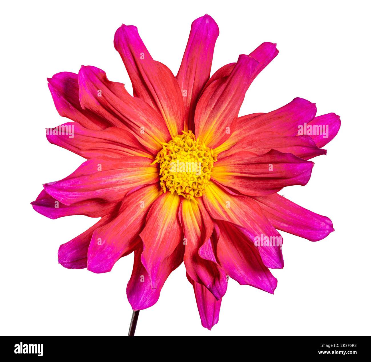 Makro einer isolierten roten Dahlie Blume Blüte Stockfoto