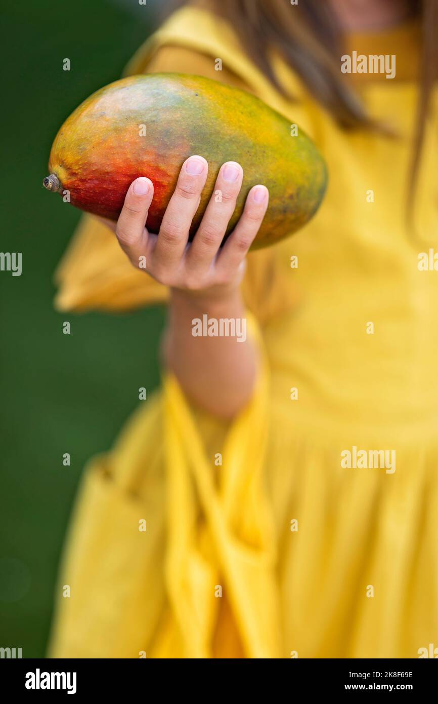 Hände des Mädchens, das frische Mangofrüchte hält Stockfoto