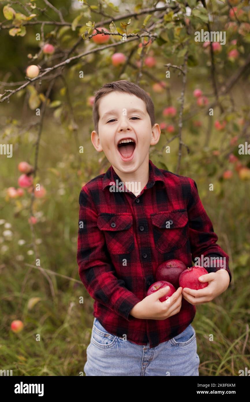 Fröhlicher Junge mit frischen Äpfeln und Schreien auf dem Bauernhof Stockfoto