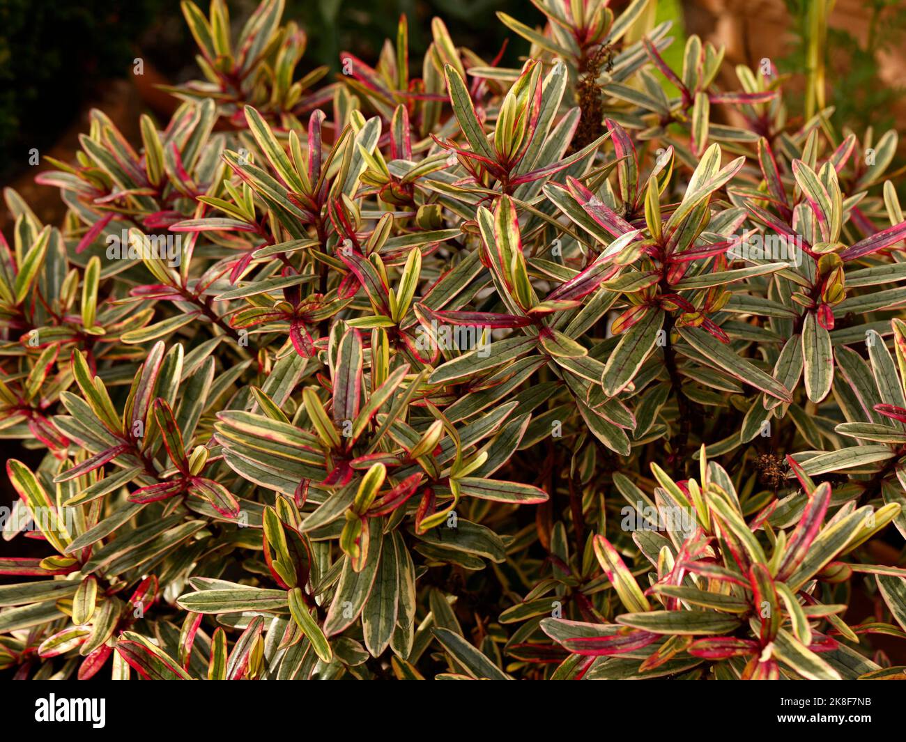 Nahaufnahme des kompakten, immergrünen Staudenstrauch Hebe Jewel of the Nil mit bunten Blättern. Stockfoto