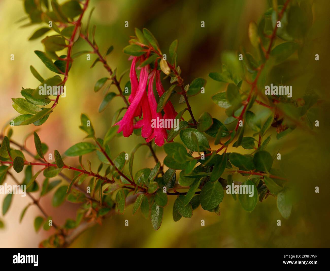 Nahaufnahme der roten röhrenförmigen Blume des halbimmergrünen Gartenstrauch Vesalea floribunda. Stockfoto