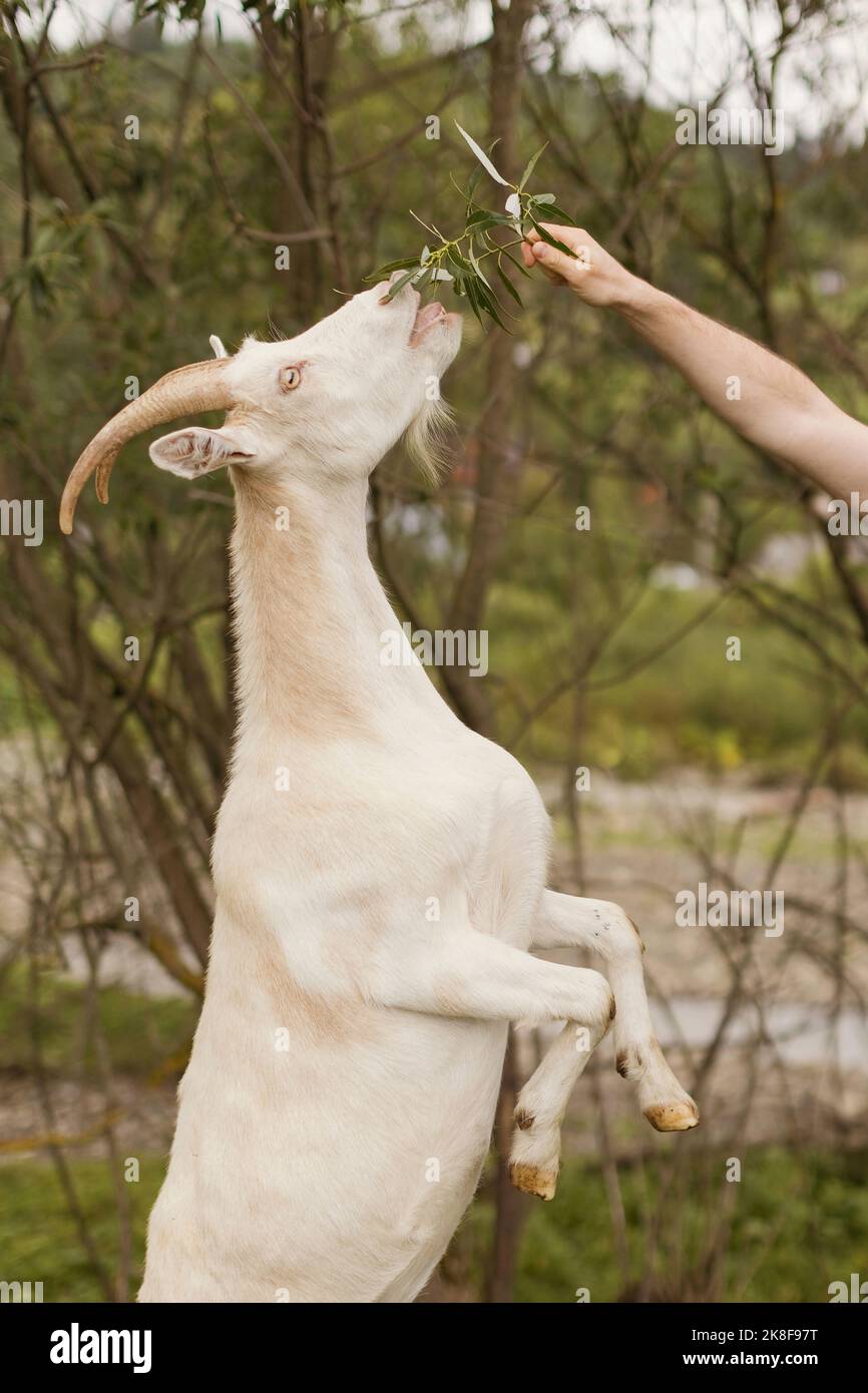 Hand des Mannes, der Gras zu weißer Ziege füttert Stockfoto