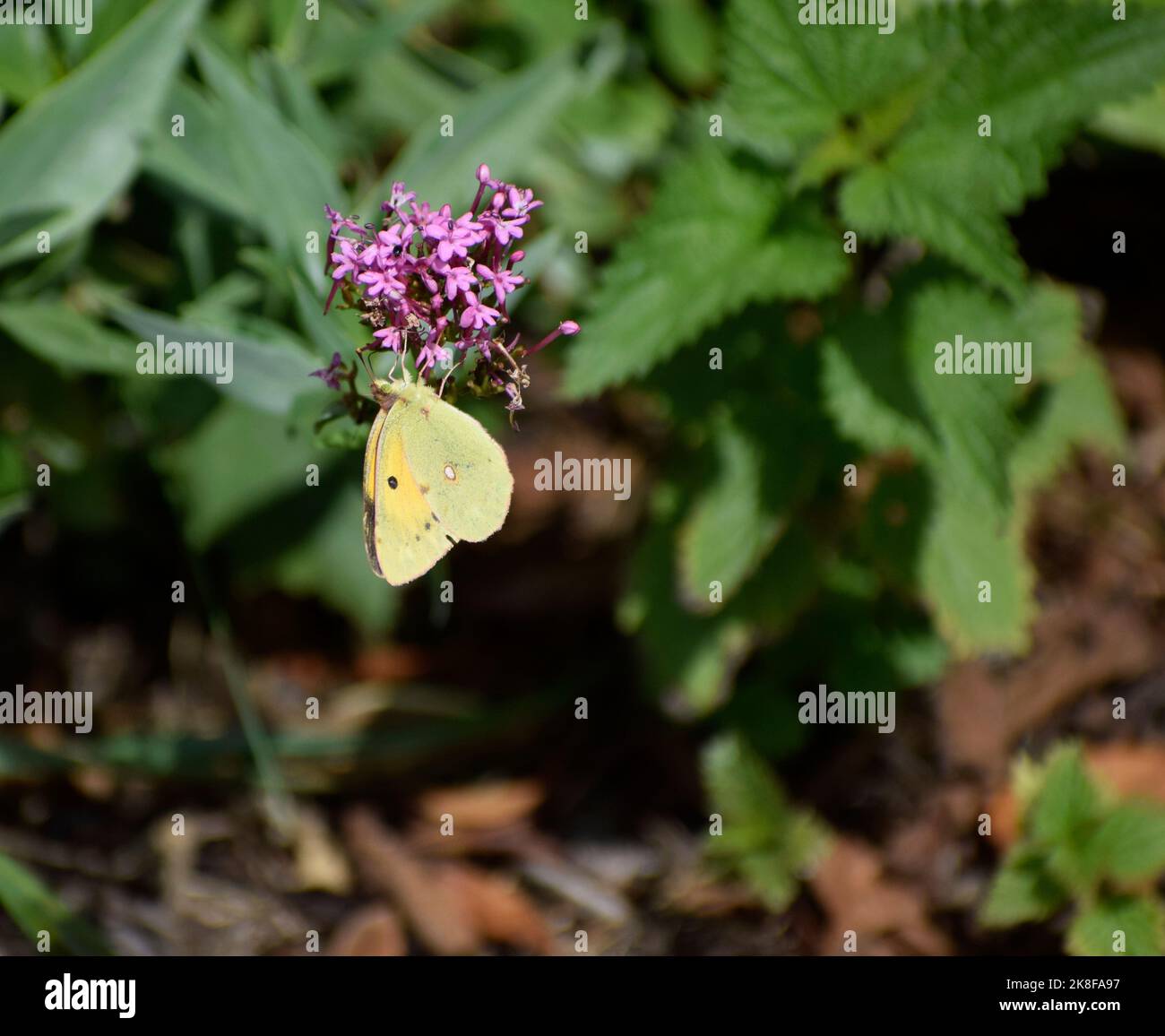 Der trübe gelbe Schmetterling ernährt sich von Nektar Stockfoto