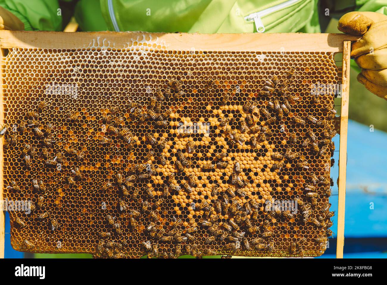 Bienenschwarm Bienenstock an sonnigen Tagen Stockfoto