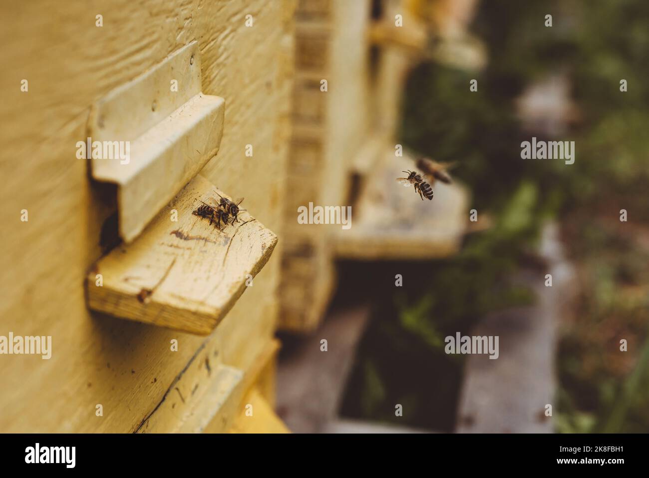 Bienen fliegen durch einen hölzernen Bienenstock Stockfoto