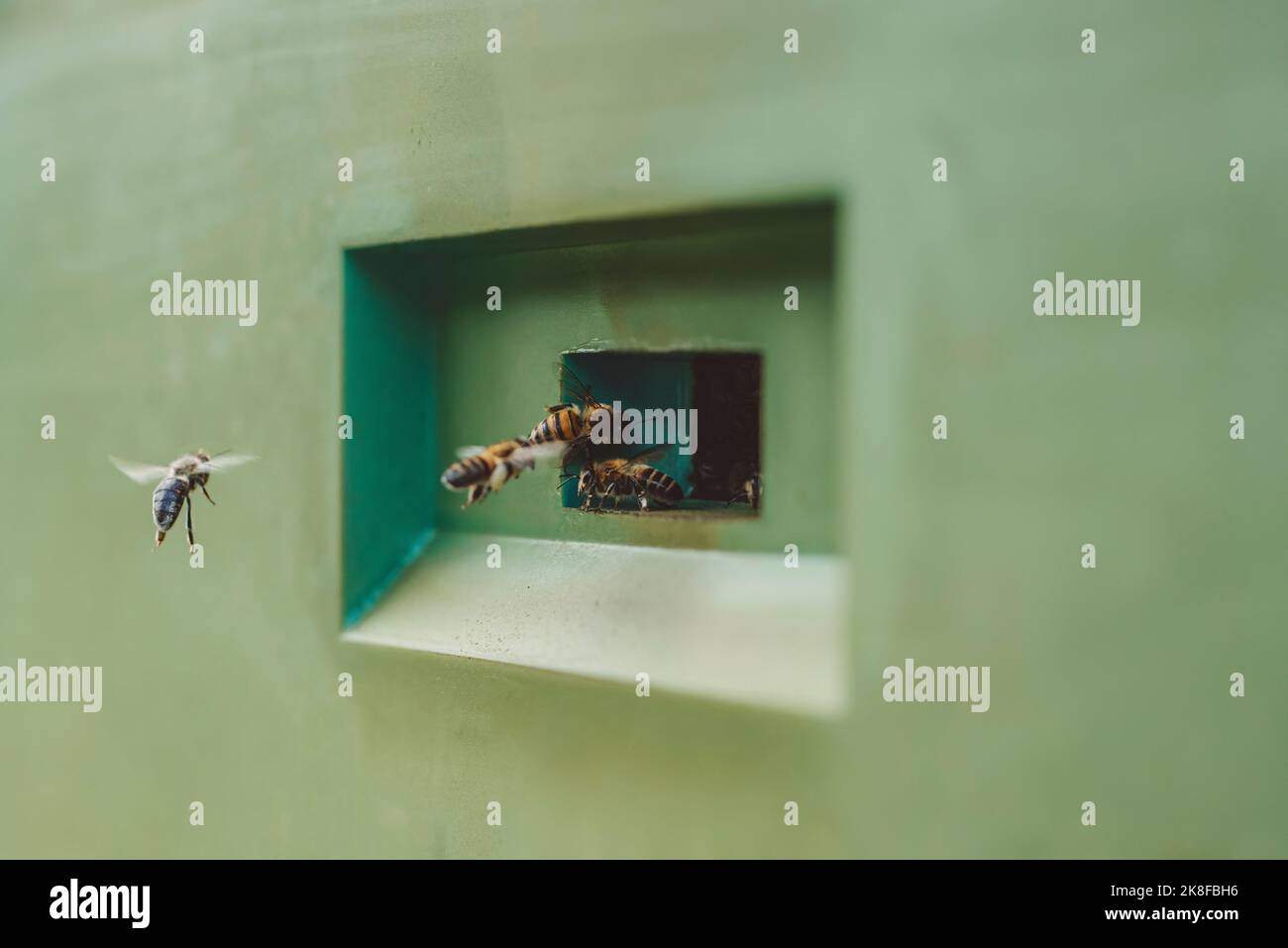 Honigbienen fliegen und betreten den grünen Bienenstock Stockfoto