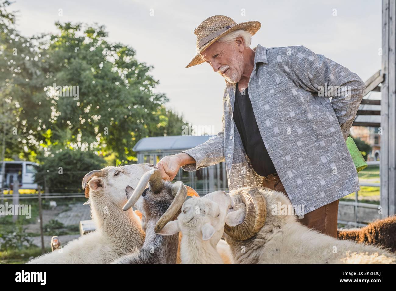 Lächelnder Bauer streichelte Schafe auf der Farm Stockfoto