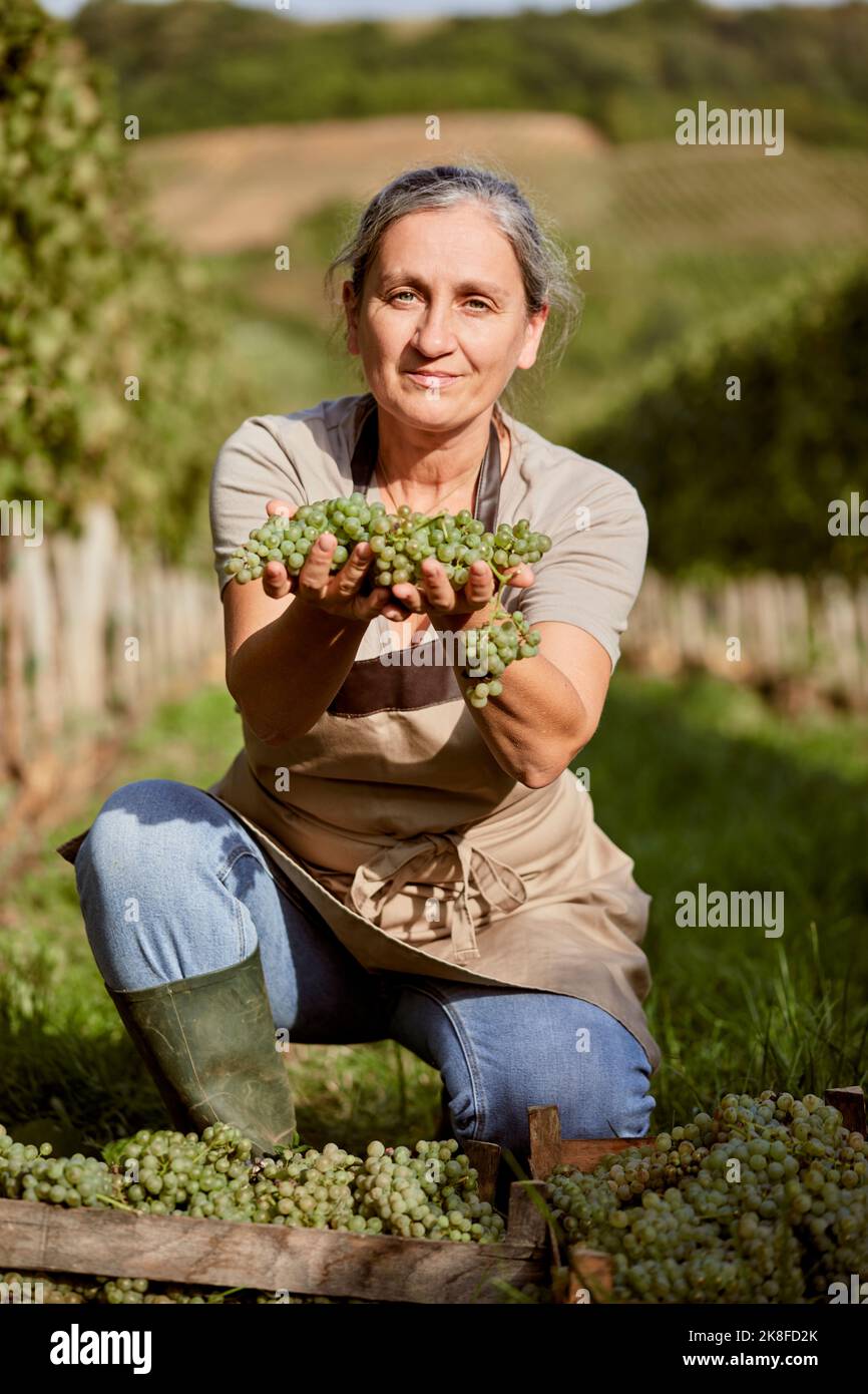 Reifer Bauer zeigt Trauben im Weinberg an sonnigen Tagen Stockfoto