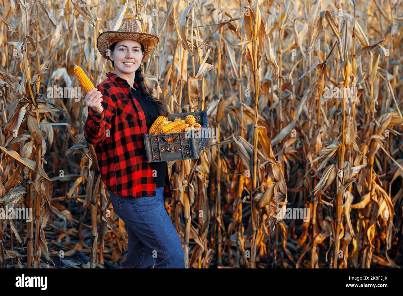 Frau Farmerin mit Kasten, der trockenes Maiskolben auf der Plantage hält Stockfoto