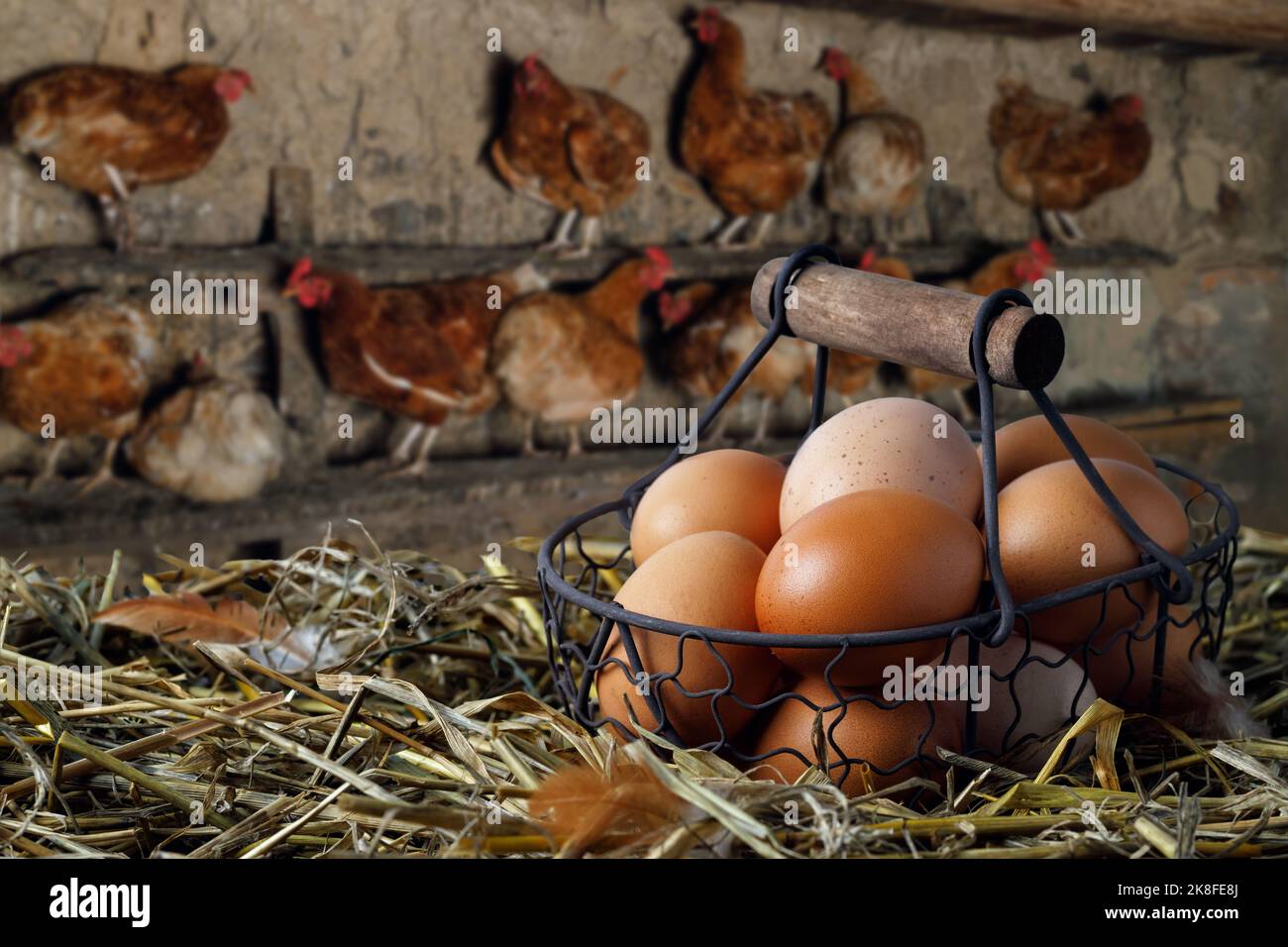 Eier im Korb auf Heu und Hühner in Hühnerstall Stockfoto